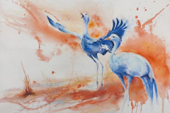 Blue Cranes