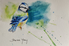Blue Tit