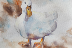 Farmyard Duck - SOLD