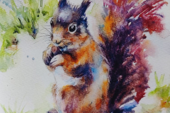 Red Squirrel