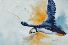 Puffin 